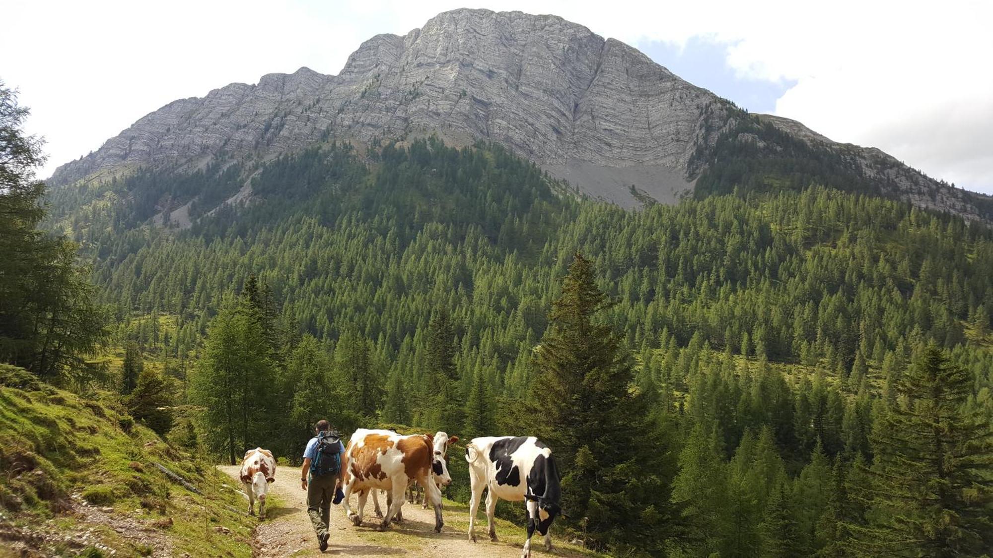 Gasthof Pension Perauer Lieserhofen Екстериор снимка